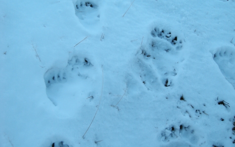Bear Footsteps in winter